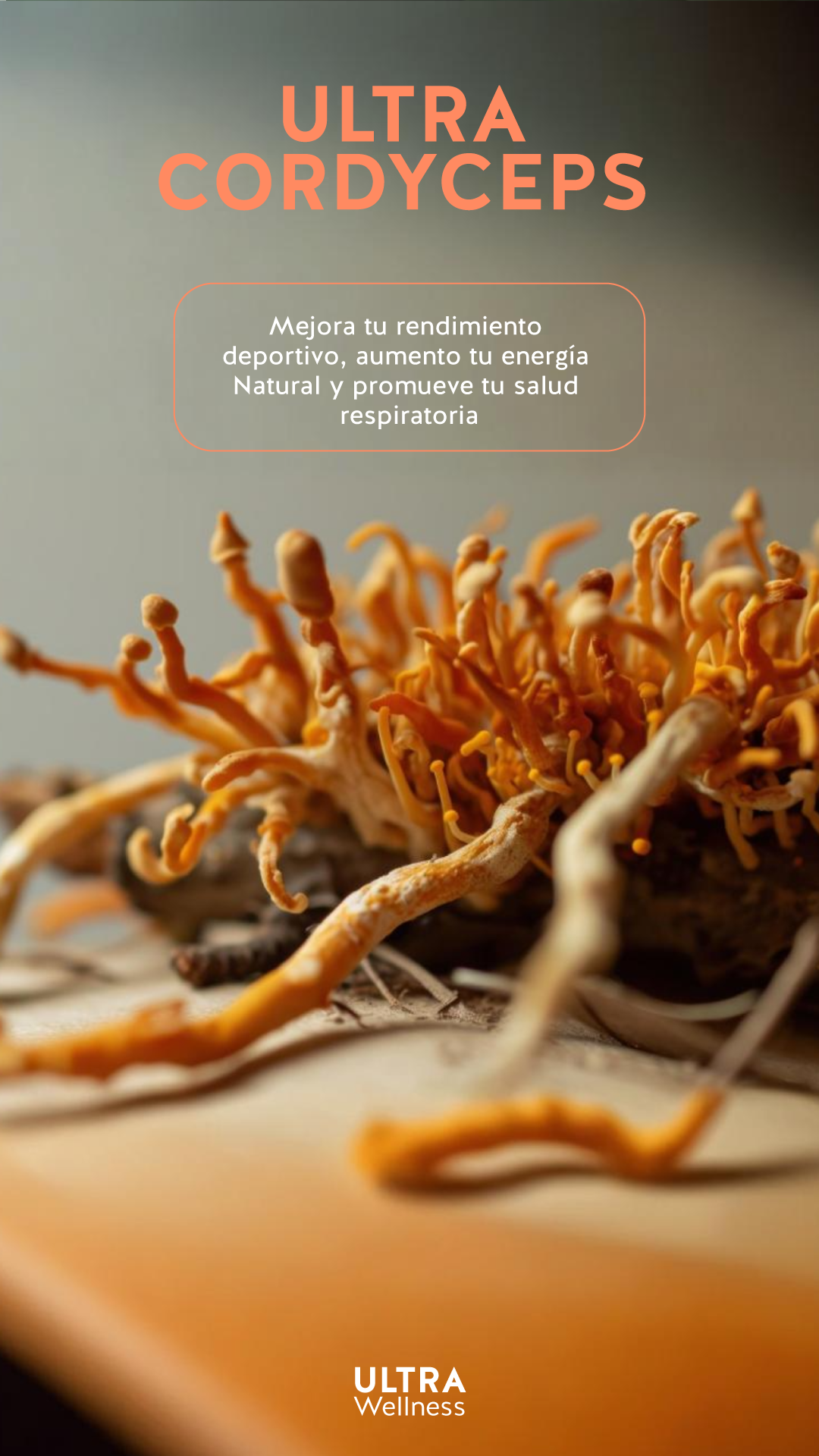 CORDYCEPS 60 CÁPSULAS