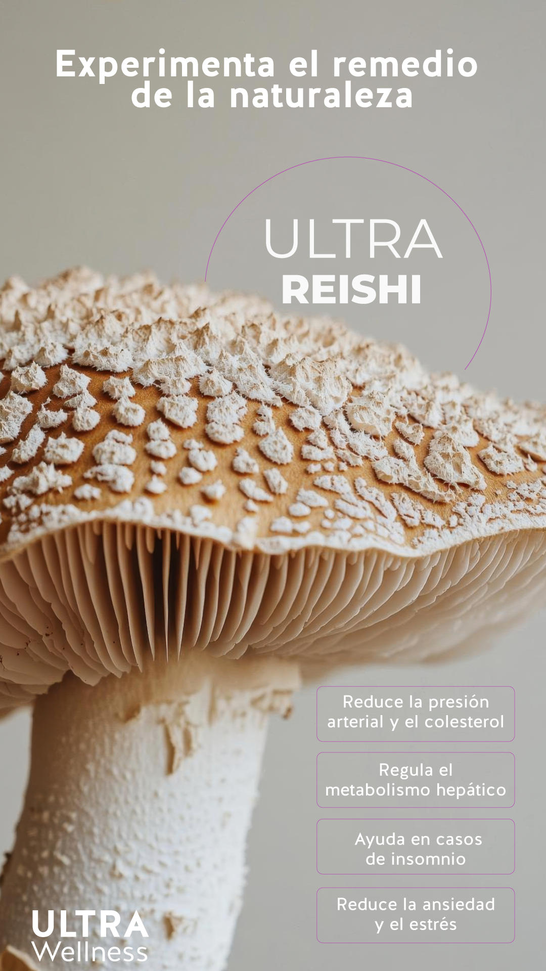 REISHI 60 CÁPSULAS