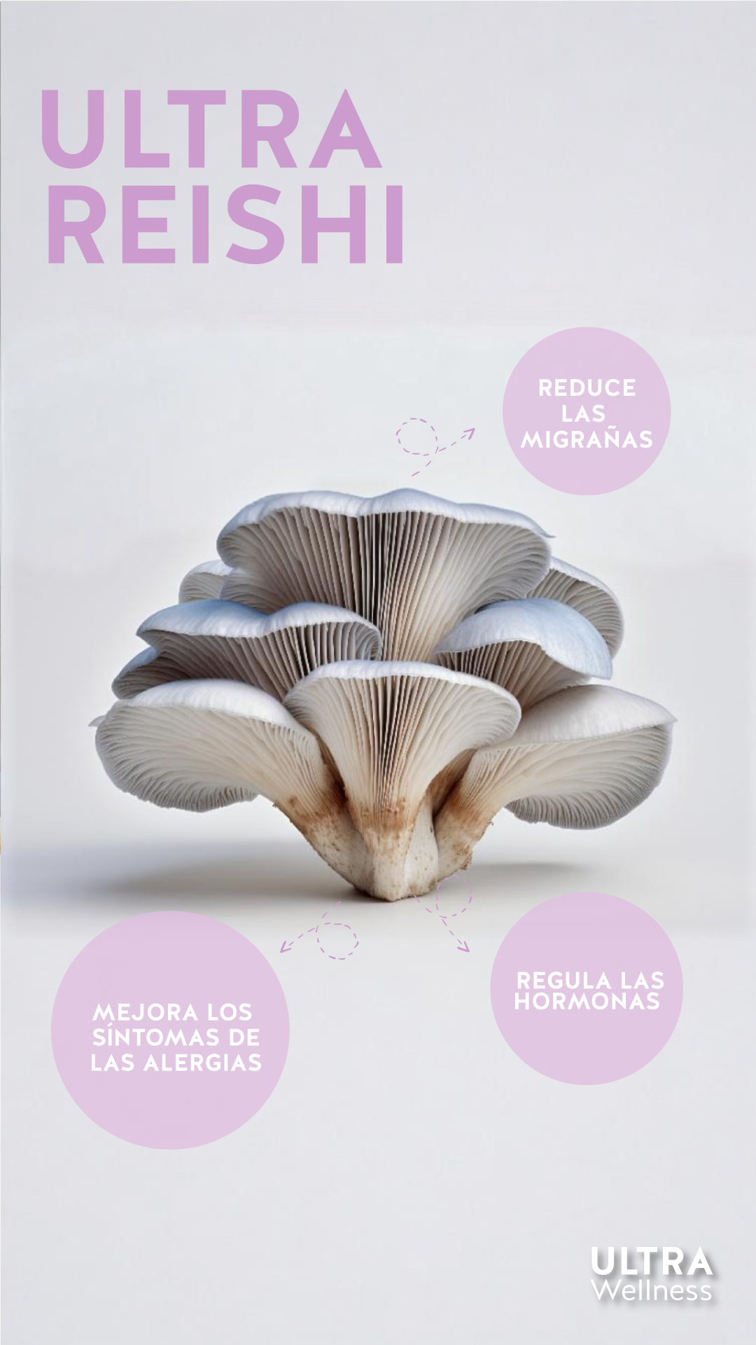 REISHI 60 CÁPSULAS