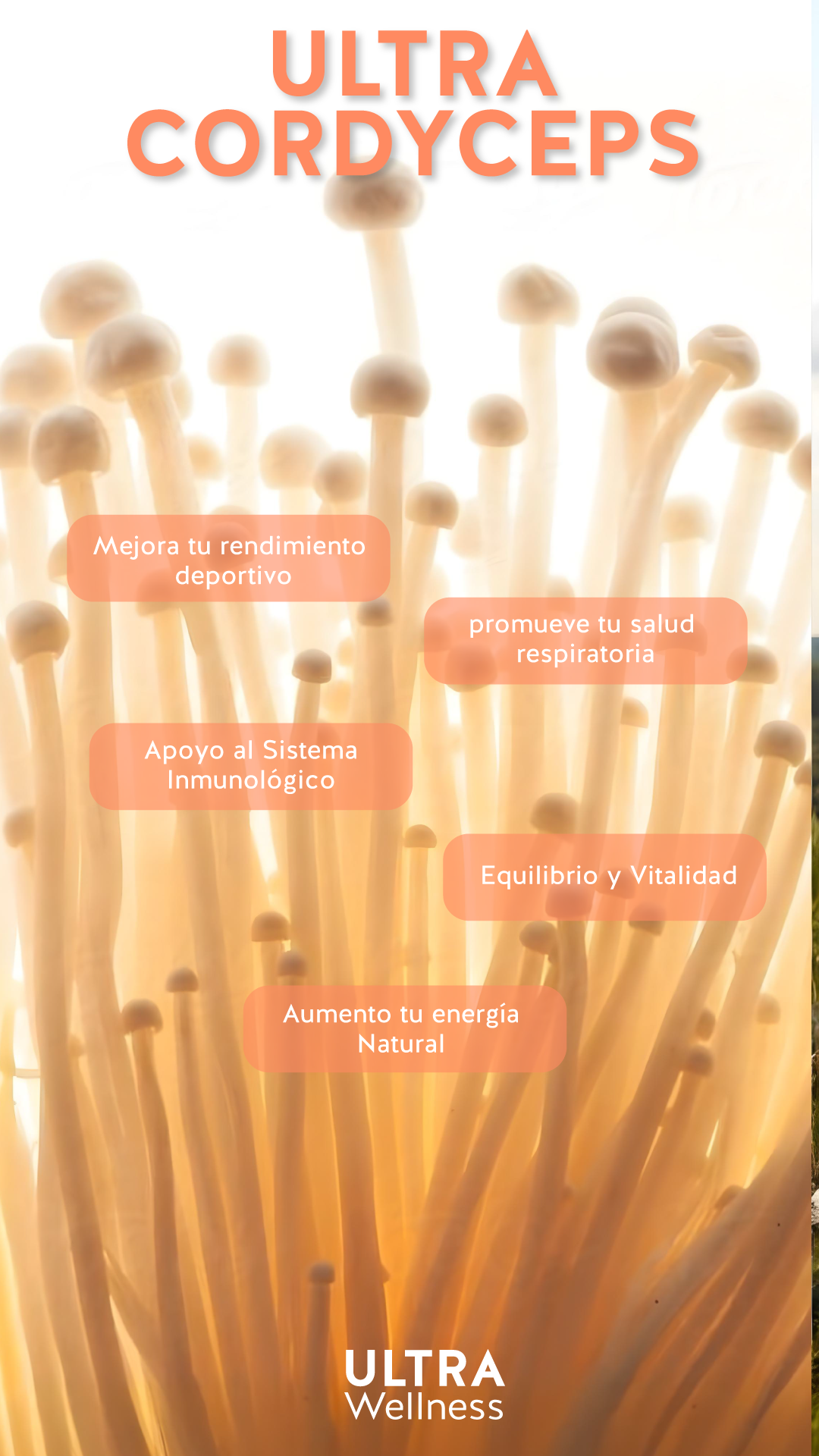 CORDYCEPS 60 CÁPSULAS